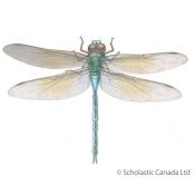 18. Dragonflies are Amazing! by Marie Powell; Scholastic Canada, 2007